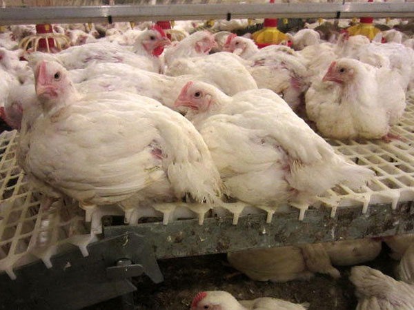 ఉత్పత్తి లోనూ మననే నెంబర్ వన్ ...