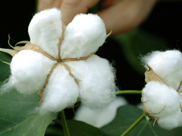 విజయనగరం, శ్రీకాకుళం జిల్లాల గ్రామాల నుంచి ఉత్పత్తులు