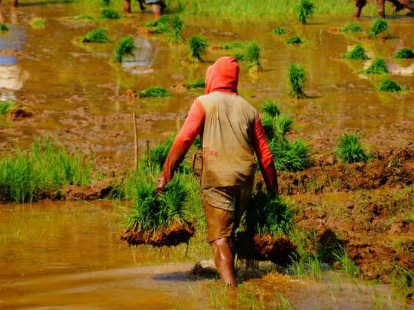 రైతు భరోసాకు అర్హులు 