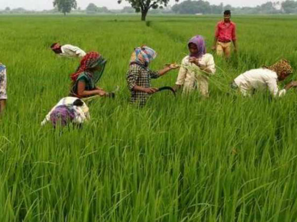 కౌలు రైతులు కూడా అర్హులే... వాలంటీర్లు గుర్తిస్తారు..