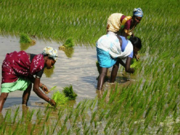 అర్హులైన రైతు చనిపోతే...