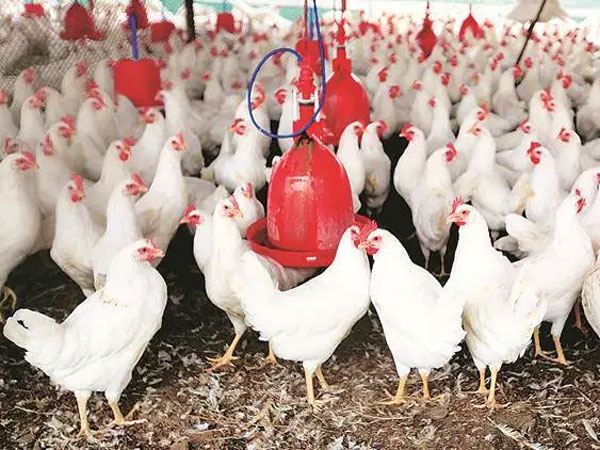 లక్షలాది మందికి ఉపాధి