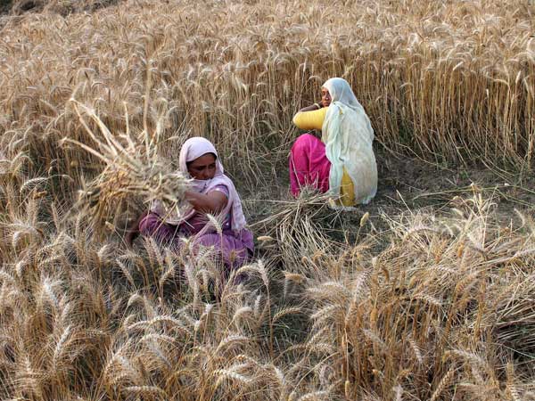 పెరిగిన స్థూల ప్రీమియం