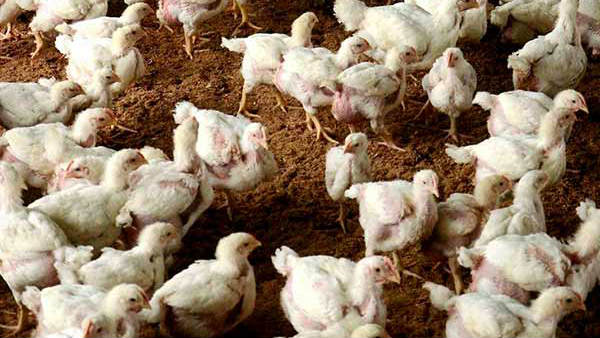 అసత్య ప్రచారం