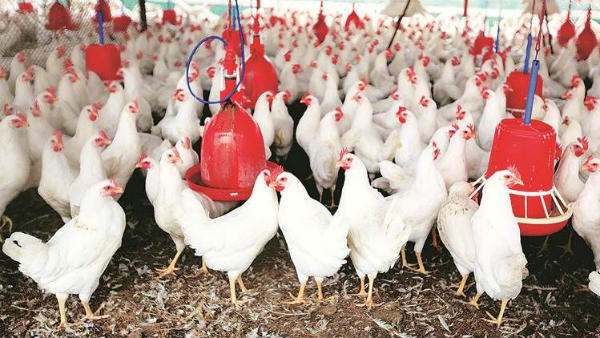 ధరలు ఎంత తగ్గాయంటే.. కిలో రూ.20