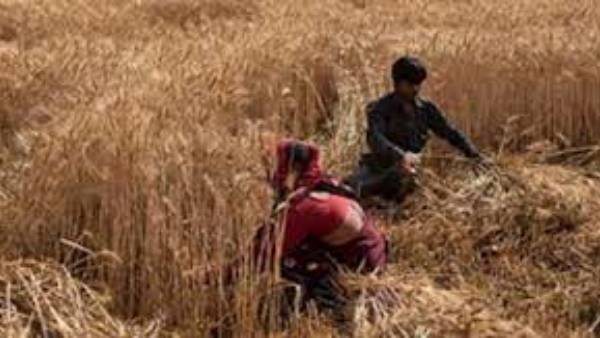 95 మిలియన్ టన్నులకు పరిమితమయ్యే ఛాన్స్