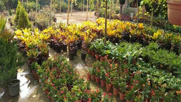 ఆరు లక్షల వరకు..