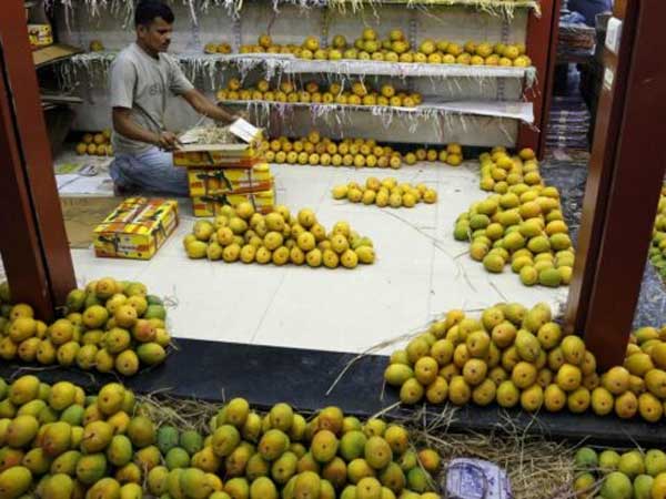 బలవంతంగా మామిడి వ్యాపారంలోకి