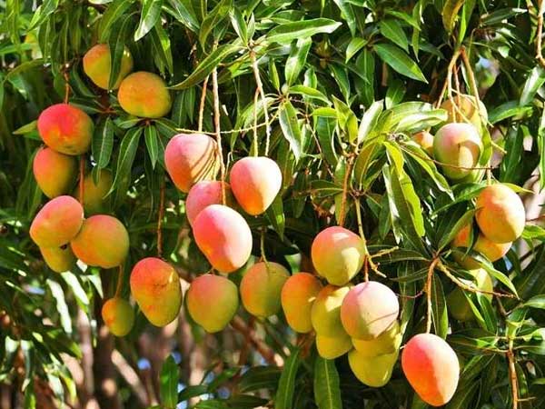 సముద్రపు నీటిని శుద్ధి చేసి..