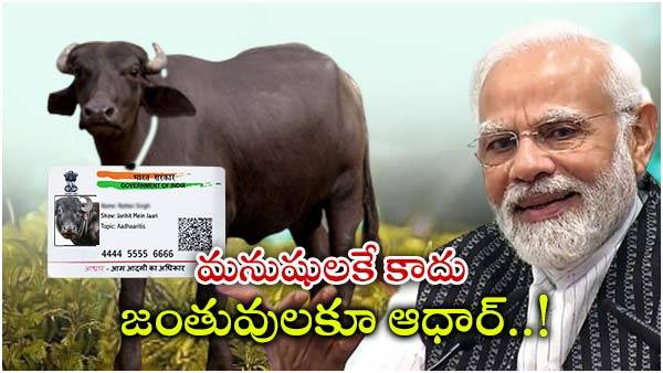  బన్నీ గేదె...