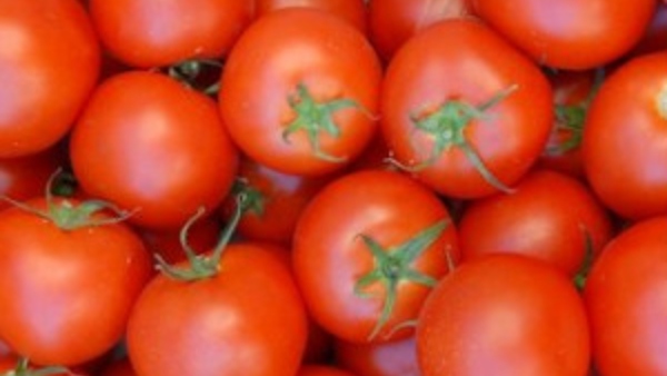 టమోటా సంక్షోభం..