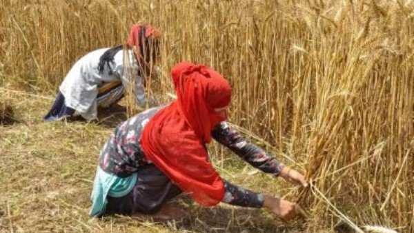 వ్యవసాయ రంగం కీలకం: