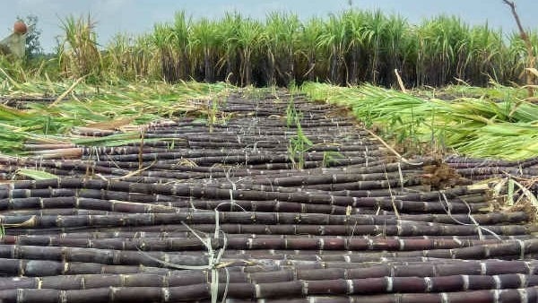 Government hikes sugar cane FRP price by 10 rupees
