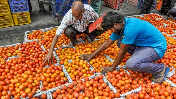 Central government conducting Tomato Grand Challenge Hackathan to curb tomato prices