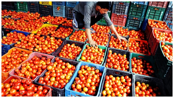 Tomato prices have come down to Rs 30 per kg in Telugu states, 