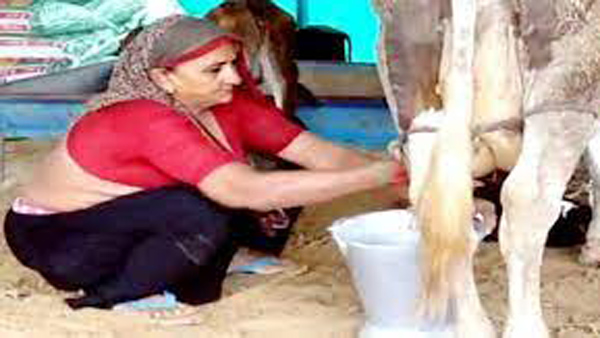 Know about Navalben Dalsangbhai Chaudhary dairy business earning 1 crore a year