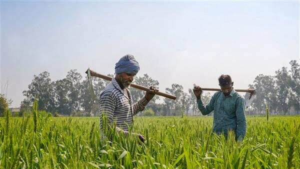 Modi cabinet approved MSP Hike for 6 rabi season crops, good news to farmers before diwali