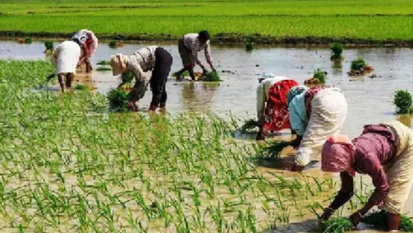 Modi gov may hike PM Kisan Yojana amount from 6000 to 8000 rupees, know details 