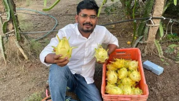 Know success story of farmer mahesh asabe earning crres with dragon fruit cultivation