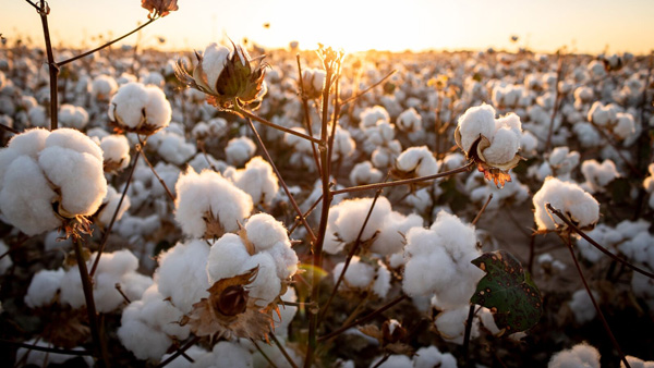 Cottor farmers and textile industry in fear amid demand and supply issues