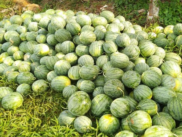 Know success story of Farmer Saifullah with watermelon farming in kerala