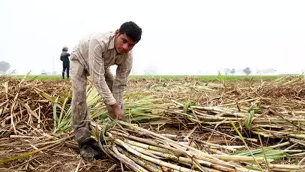 The central government has lifted the ban on ethanol production from sugarcane