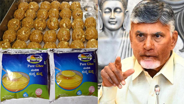 AP CM Chandrababu solves Tirumala Laddu issue Nandini supplying Ghee since 15 days