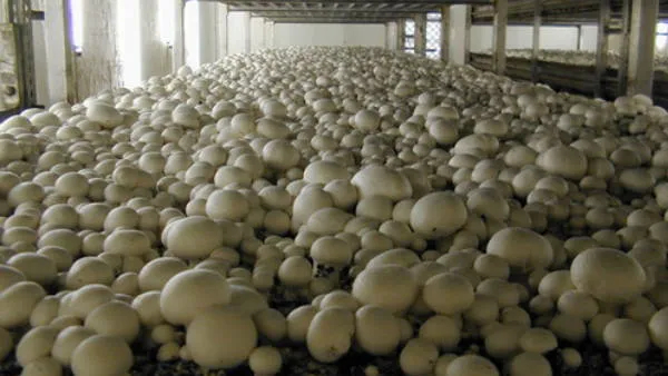 bihar women just invested 1000 and started mushroom business now today she is earning in lakhs per month