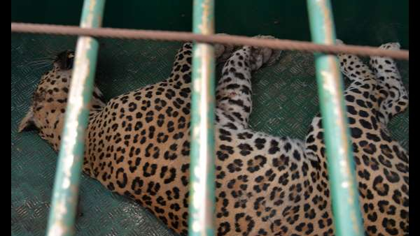 Leopard Spotted On Infosys Mysuru Campus Karnataka Employees Advised To Work From Home