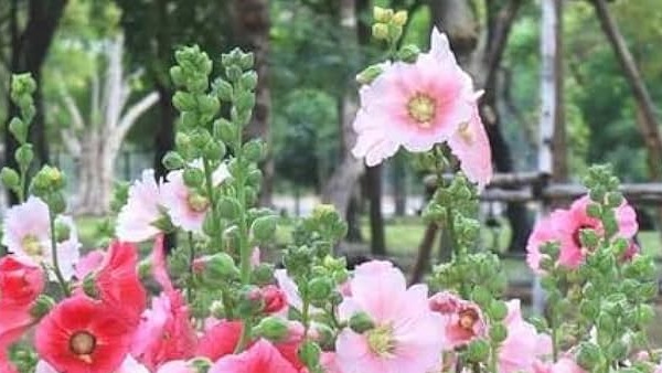 Easily earn from Rs 50 000 to rs 60 000 This flower can help your business to gloom