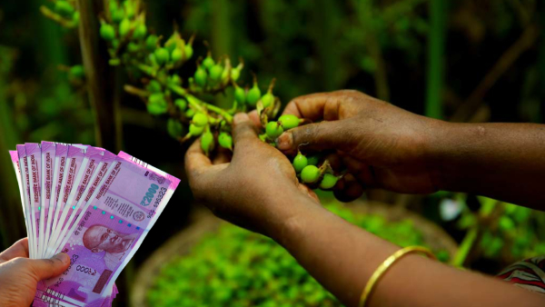 Cardamom cultivation you can earn big from common kitchen spice farming in less area of land