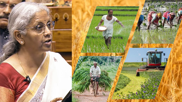 budget 2025 Key announcements for farmers and MSME sector and Makhana Board in Bihar announced