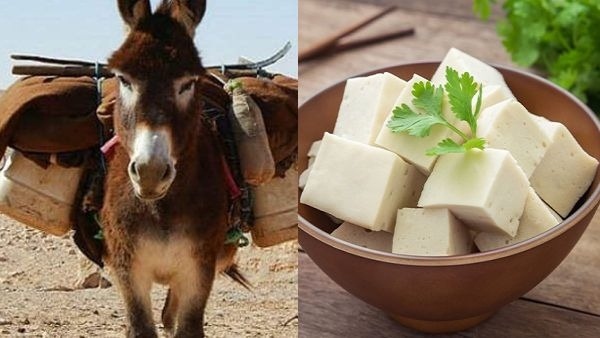 Donkey Milk Paneer Rate makes you shocked because it contains tremendous nutrients in it