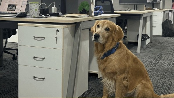 Chief Happiness Officer Hyderabad IT company news Chief Happiness Officer dog golden retriever CHO Hyderabad tech firm dog appointment workplace pet policy employee wellness programs India unique office roles India dog in office India happiness officer golden retriever corporate wellness trends Denver