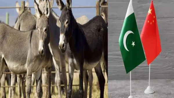 india-pak war do you know why china buying donkeys from pakistan here is the reason