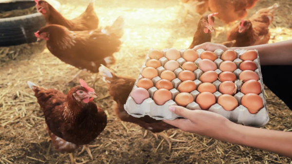 eggs becoming expensive people started raising chickens on rent now how much it cost