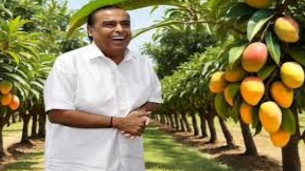 Mukesh Ambani mango farm