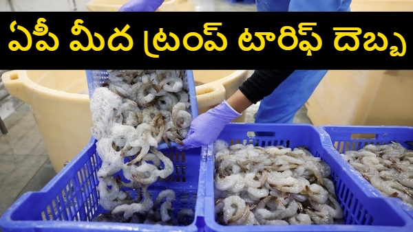 Trump India shrimp tariffs Apex Frozen stock fall Avanti Feeds share price Indian shrimp exporters hit US trade war seafood impact Trump tariffs seafood India shrimp export crisis India India US trade tensions 2025 Indian seafood stocks drop Trump tariff shrimp industry US tariffs Indian seafood - Trump India shrimp tariffs Apex Frozen stock fall Avanti Feeds share price Indian shrimp exporters hit US trade war seafood impact Trump tariffs seafood India shrimp export crisis India India US trade tensions 2025 Indian seafood stocks drop Trump tariff shrimp industry US tariffs Indian seafood -