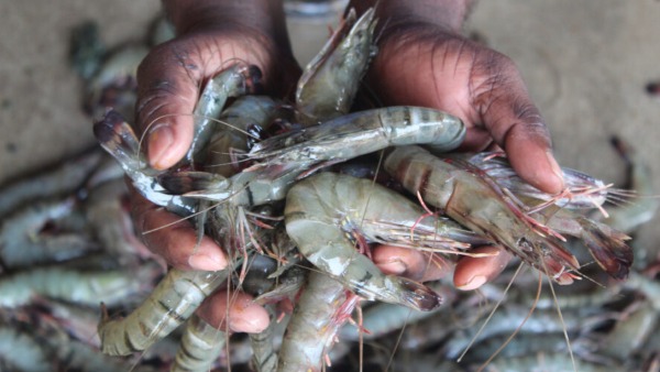 Andhra shrimp farmers Andhra Pradesh aquaculture shrimp exports India US shrimp market falling shrimp prices aquaculture crisis seafood exports India Andhra prawn farmers US seafood demand shrimp price drop Andhra seafood industry prawn export news aquaculture news India Andhra Pradesh