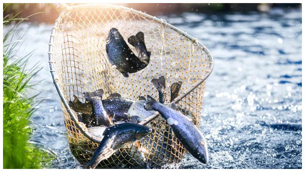 Marine fishing industry Employment opportunities Fishermen Tax increase impact Export tariffs Economic effect Livelihood Government support Shrimp exports Rural employment shrimp