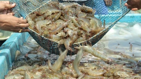 Shrimp tariff Andhra Pradesh shrimp industry US exports farmers loss loan subsidy price guarantee fish farming vegetable cultivation investment small business