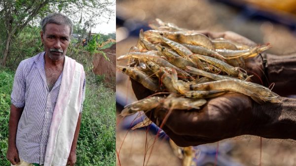 Trump tariffs shrimp Andhra Pradesh shrimp farmers US import duty shrimp India shrimp exports aquaculture crisis AP Trump trade war India shrimp prices fall prawn exports Andhra seafood industry India US tariffs impact aquaculture US