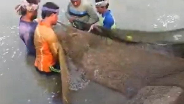 Trump tariffs shrimp Andhra Pradesh shrimp farmers US import duty shrimp India shrimp exports aquaculture crisis AP Trump trade war India shrimp prices fall prawn exports Andhra seafood industry India US tariffs impact aquaculture US