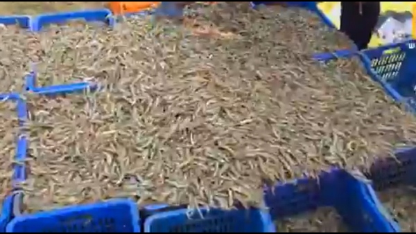 Trump tariffs shrimp Andhra Pradesh shrimp farmers US import duty shrimp India shrimp exports aquaculture crisis AP Trump trade war India shrimp prices fall prawn exports Andhra seafood industry India US tariffs impact aquaculture US