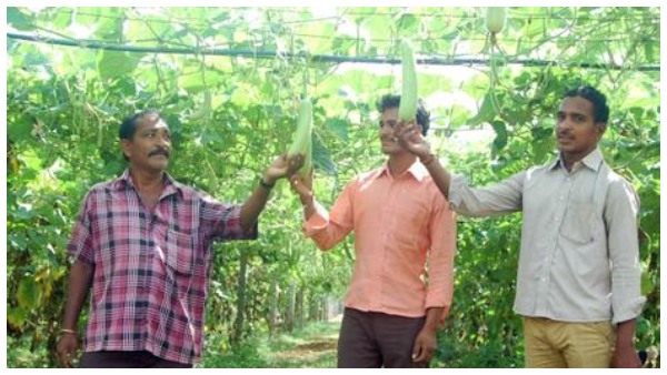 A Small Village 300 Families and Rs 16 Crore a Year from Vegetables