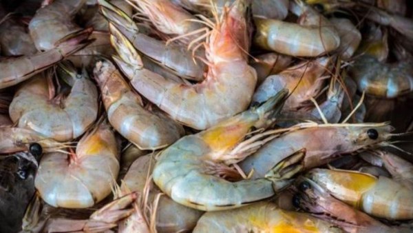Andhra prawns export India seafood exports Australia lifts prawn ban Andhra Pradesh shrimp industry Indian aquaculture seafood trade news Australia India trade relations marine exports MPEDA Vannamei shrimp exports Nellore prawns prawn farming Andhra Australian seafood market India Australia bilateral trade shrimp export news 2025 aquaculture revival India