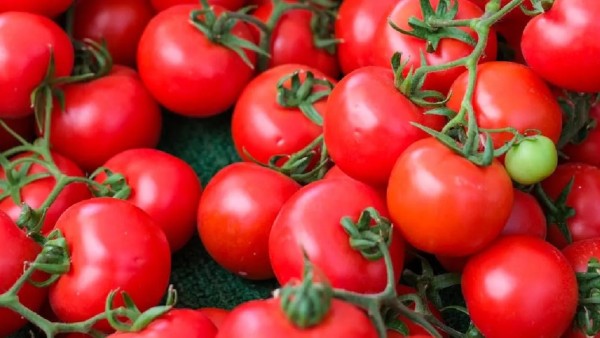 tomato prices tomato price rise vegetable inflation tomato supply shortage October rains impact heavy rains crop damage tomato market rates tomato inflation India unseasonal rains agriculture vegetable market news tomato farming losses mandi tomato prices retail tomato price hike crop loss due to rains agriculture news India