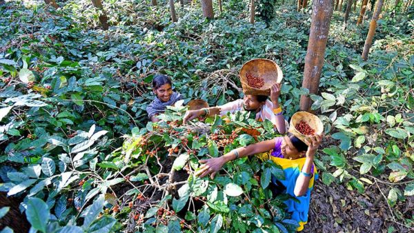araku coffee nanolot series price 10000 per kg world record anand mahindra naandi foundation authentic information news