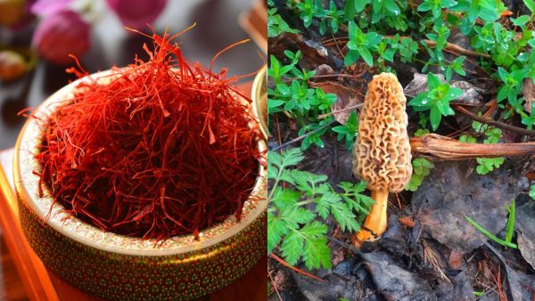 Gold vs Saffron Price Comparison Kashmiri Saffron Guchhi Mushrooms Most Expensive Foods India