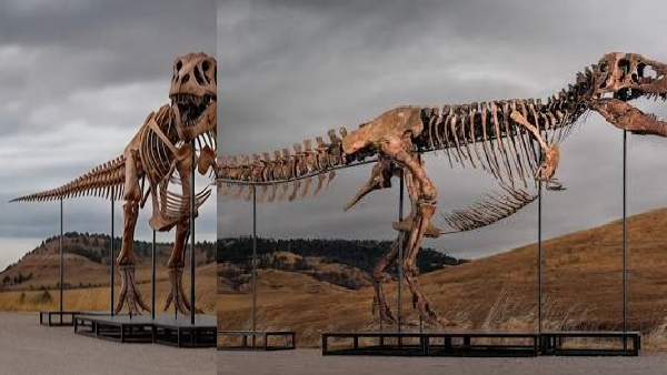 Dinosaur skeleton Dinosaur skeleton